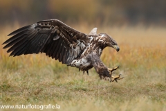 3 Seeadler - Haliaeetus albicilla