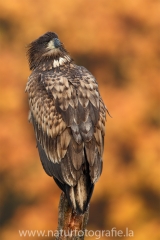 4 Seeadler - Haliaeetus albicilla