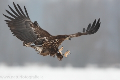 5 Seeadler - Haliaeetus albicilla