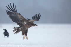 6 Seeadler - Haliaeetus albicilla