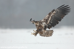 7 Seeadler - Haliaeetus albicilla