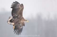 8 Seeadler - Haliaeetus albicilla