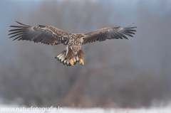 9 Seeadler - Haliaeetus albicilla