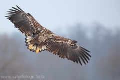 10 Seeadler - Haliaeetus albicilla