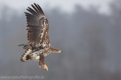 11 Seeadler - Haliaeetus albicilla