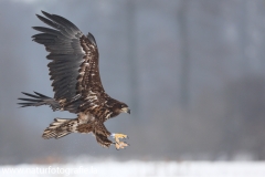 12 Seeadler - Haliaeetus albicilla