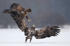 13 Seeadler - Haliaeetus albicilla