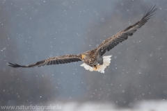 14 Seeadler - Haliaeetus albicilla