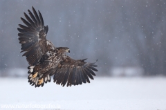 15 Seeadler - Haliaeetus albicilla