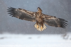 16 Seeadler - Haliaeetus albicilla