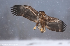 17 Seeadler - Haliaeetus albicilla