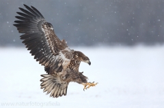 18 Seeadler - Haliaeetus albicilla