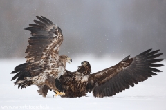 19 Seeadler - Haliaeetus albicilla