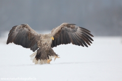 20 Seeadler - Haliaeetus albicilla