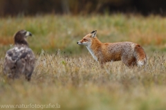 42 Rotfuchs - Vulpes vulpes