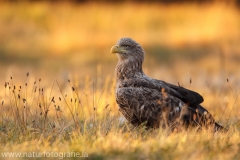 1 Seeadler - Haliaeetus albicilla