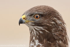 735 Mäusebussard - Buteo buteo