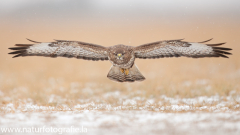 736 Mäusebussard - Buteo buteo