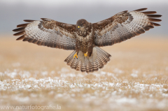 738 Mäusebussard - Buteo buteo