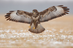 739 Mäusebussard - Buteo buteo