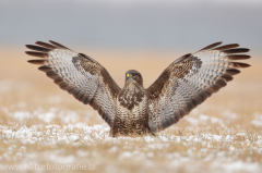 740 Mäusebussard - Buteo buteo