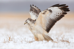 775 Mäusebussard - Buteo buteo