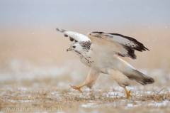 776 Mäusebussard - Buteo buteo