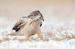 777 Mäusebussard - Buteo buteo