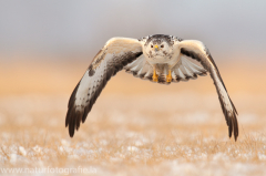 786 Mäusebussard - Buteo buteo