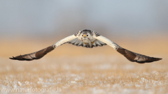 783 Mäusebussard - Buteo buteo