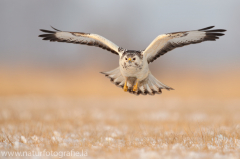 784 Mäusebussard - Buteo buteo