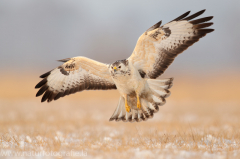 785 Mäusebussard - Buteo buteo