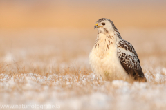 782 Mäusebussard - Buteo buteo