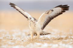 781 Mäusebussard - Buteo buteo