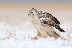 780 Mäusebussard - Buteo buteo