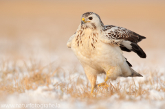 779 Mäusebussard - Buteo buteo