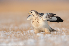 778 Mäusebussard - Buteo buteo