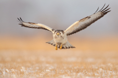 788 Mäusebussard - Buteo buteo