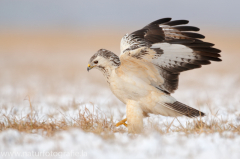 787 Mäusebussard - Buteo buteo