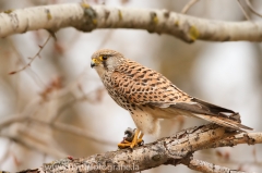 407 Turmfalke - Falco tinnunculus