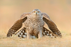 723 Habicht - Accipiter gentilis