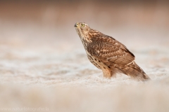 639 Habicht - Accipiter gentilis