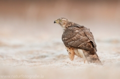 640 Habicht - Accipiter gentilis