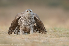 642 Habicht - Accipiter gentilis