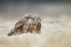 644 Habicht - Accipiter gentilis