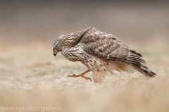 645 Habicht - Accipiter gentilis