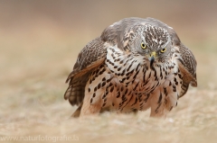 646 Habicht - Accipiter gentilis