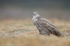 631 Habicht - Accipiter gentilis