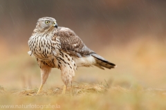 648 Habicht - Accipiter gentilis