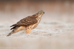 649 Habicht - Accipiter gentilis